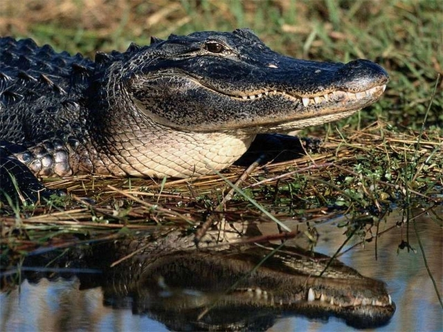 Породы крокодилов в Курлово | ЗооТом портал о животных