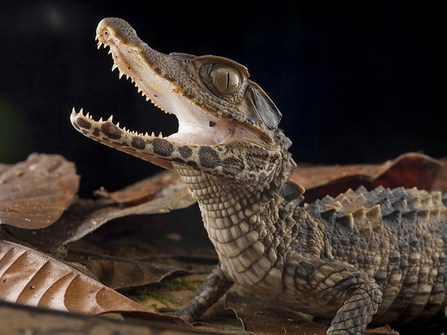 Содержание крокодилов и уход за ними в Курлово | ЗооТом портал о животных