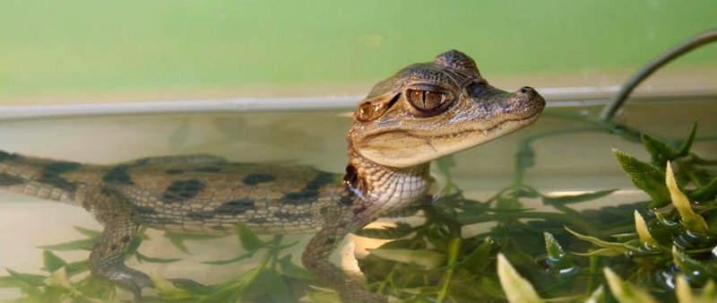 Содержание крокодилов и уход за ними в Курлово | ЗооТом портал о животных