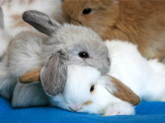 Статьи о кроликах в Курлово | ЗооТом портал о животных