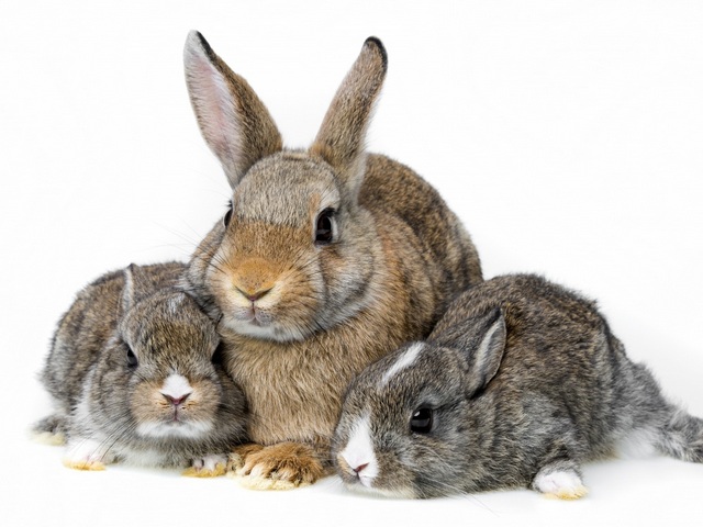 Все о кроликах в Курлово | ЗооТом портал о животных