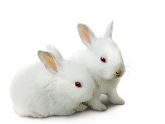 Все о кроликах в Курлово | ЗооТом портал о животных