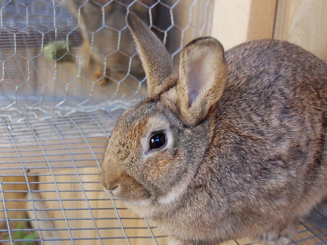 Содержание кроликов и уход за ними в Курлово | ЗооТом портал о животных