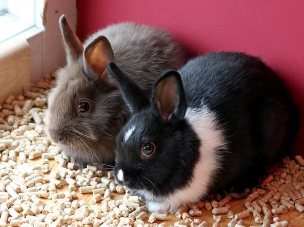 Содержание кроликов и уход за ними в Курлово | ЗооТом портал о животных