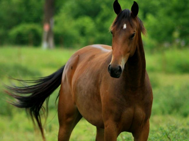 Содержание лошадей и уход за ними в Курлово | ЗооТом портал о животных