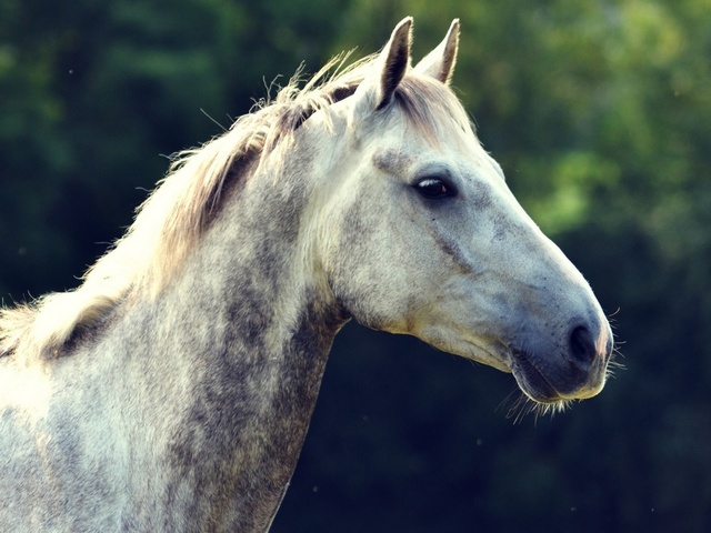 Уход за лошадьми в Курлово | ЗооТом портал о животных