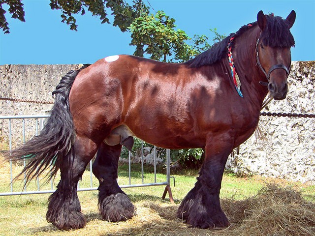 Породы лошадей в Курлово | ЗооТом портал о животных