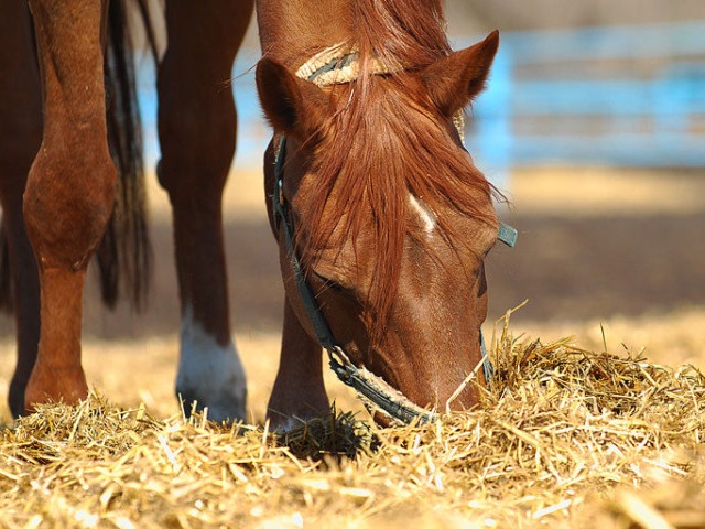 Содержание лошадей в Курлово | ЗооТом портал о животных
