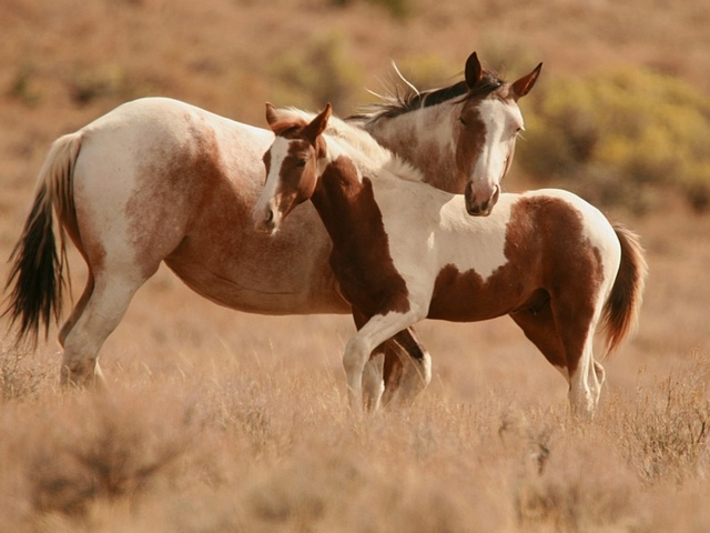 Интересные факты лошадях в Курлово | ЗооТом портал о животных