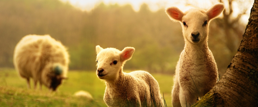 Объявления о сельскохозяйственных животных | ЗооТом - продажа, вязка и услуги для животных в Курлово