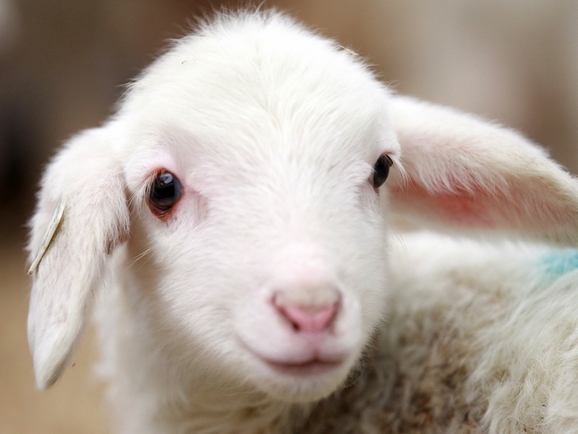 Овцы и бараны в Курлово | ЗооТом портал о животных