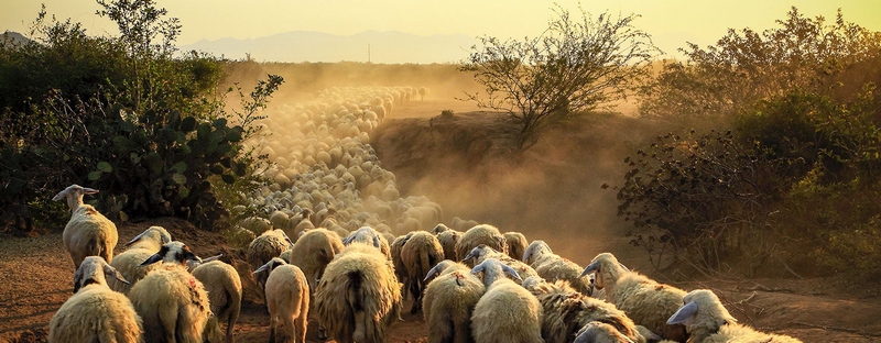 Все об овцах в Курлово | ЗооТом портал о животных