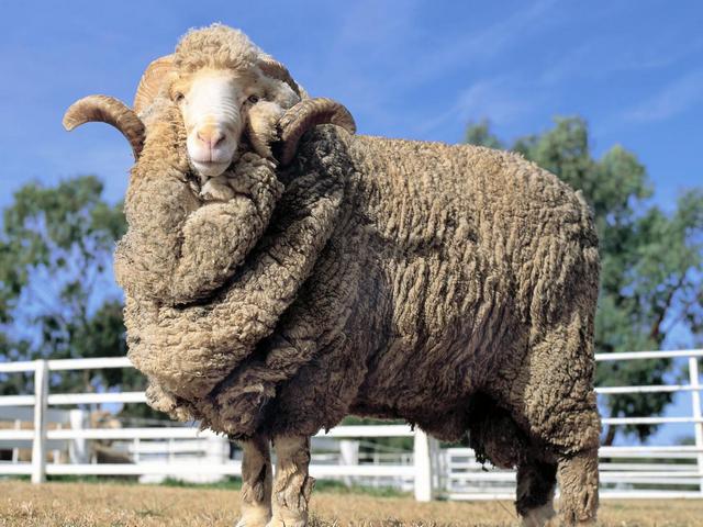 Породы овец в Курлово | ЗооТом портал о животных
