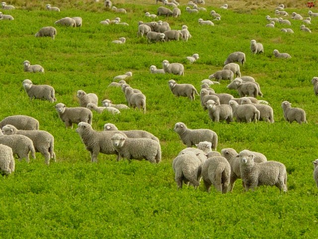 Содержание овец и уход за ними в Курлово | ЗооТом портал о животных
