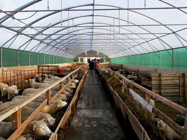 Содержание овец и уход за ними в Курлово | ЗооТом портал о животных