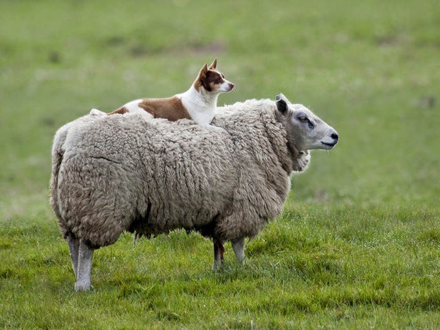 Все об овцах в Курлово | ЗооТом портал о животных