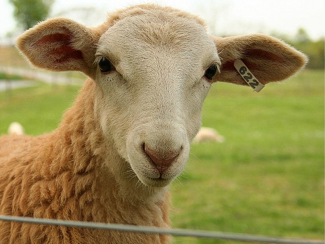 Статьи об овцах в Курлово | ЗооТом портал о животных
