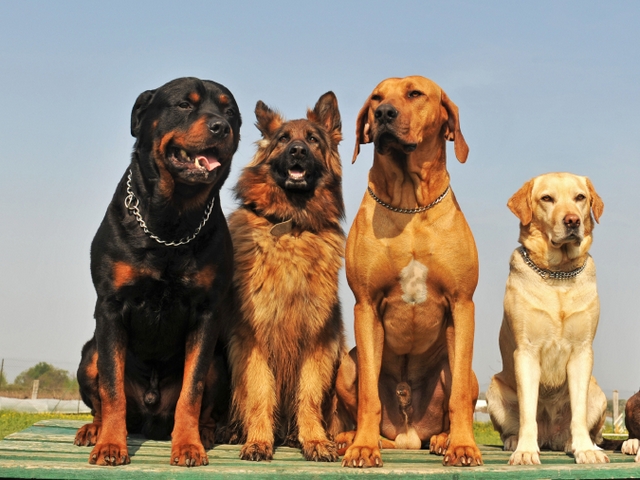 Крупные породы собак в Курлово | ЗооТом портал о животных