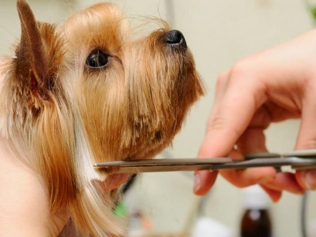 Энциклопедия ЗооТом в Курлово