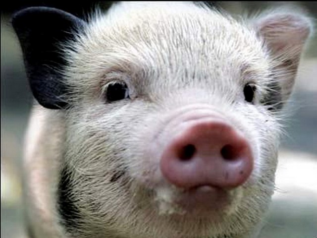 Породы свиней в Курлово | ЗооТом портал о животных