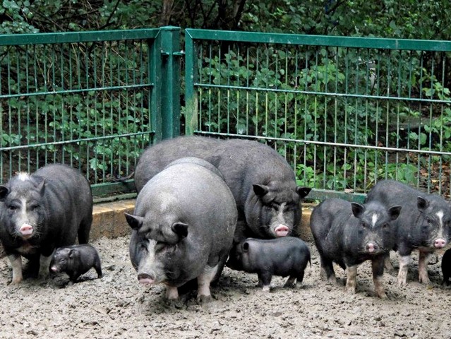 Содержание свиней и уход за ними в Курлово | ЗооТом портал о животных