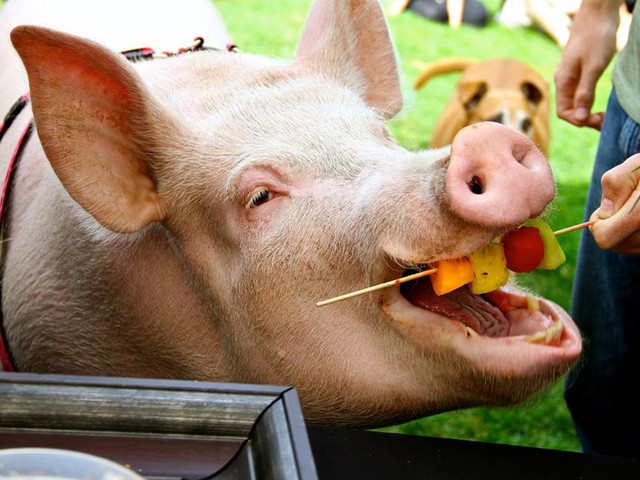 Статьи о свиньях в Курлово | ЗооТом портал о животных