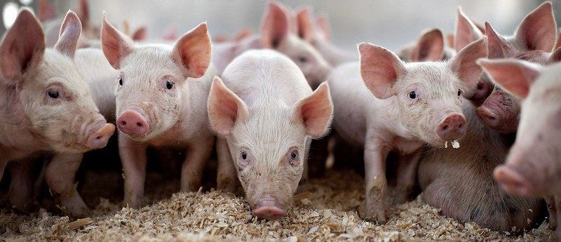 Все о свиньях в Курлово | ЗооТом портал о животных