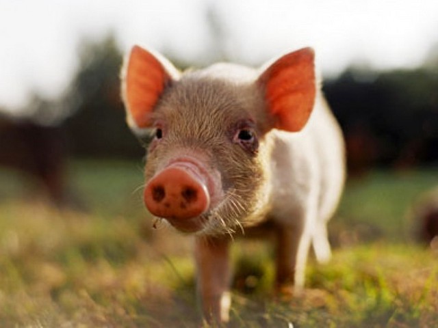 Все о свиньях в Курлово | ЗооТом портал о животных