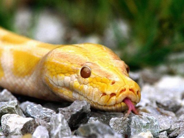 Породы змей в Курлово | ЗооТом портал о животных