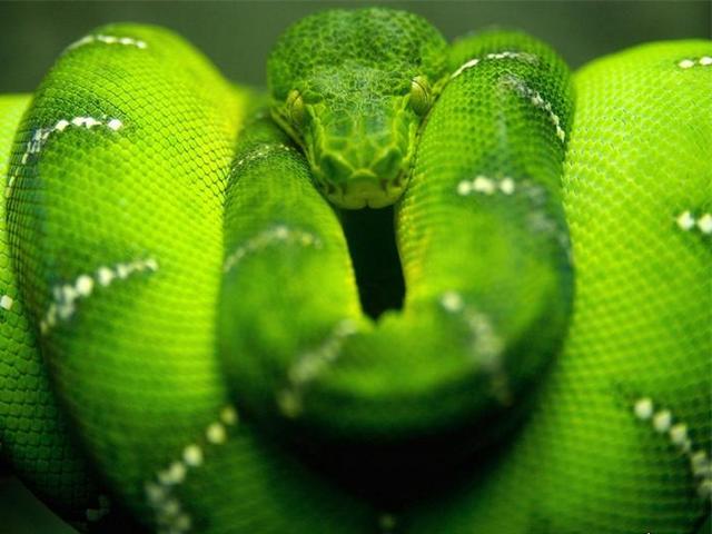 Породы змей в Курлово | ЗооТом портал о животных