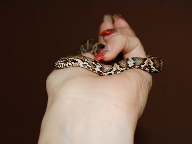 Содержание змей и уход за ними в Курлово | ЗооТом портал о животных