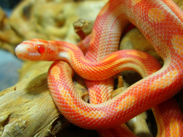 Содержание змей и уход за ними в Курлово | ЗооТом портал о животных