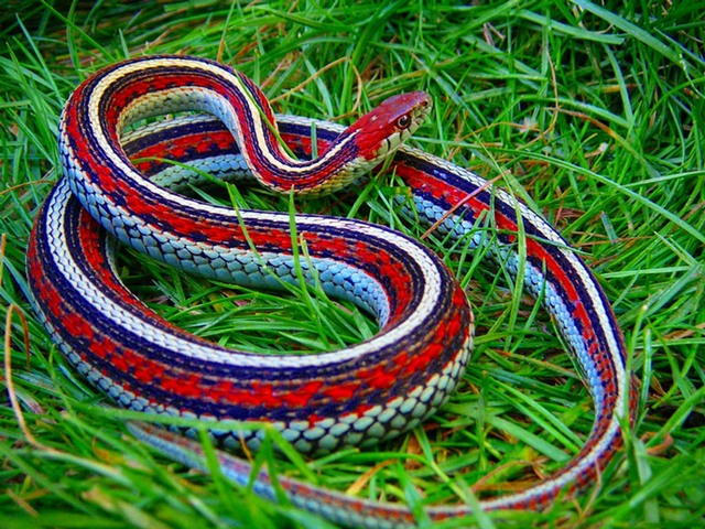 Все о змеях в Курлово | ЗооТом портал о животных